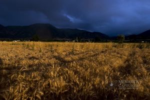 Wheat in the storm_2.jpg